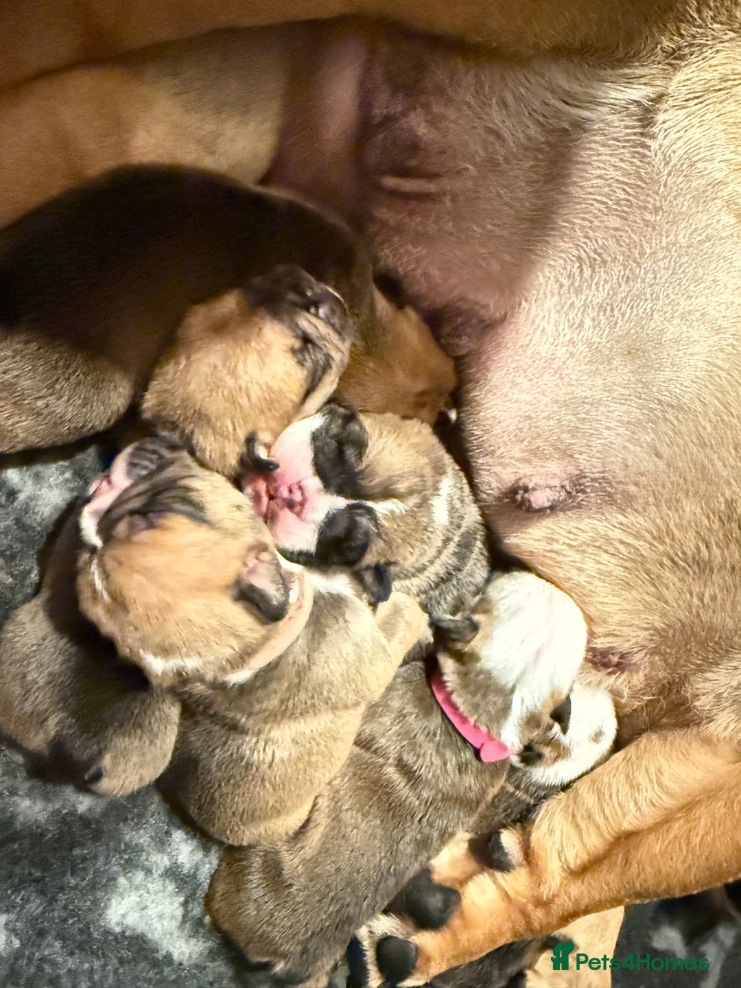 English Bulldog dogs for sale: Traditional English Bulldog Puppies  - Image 28