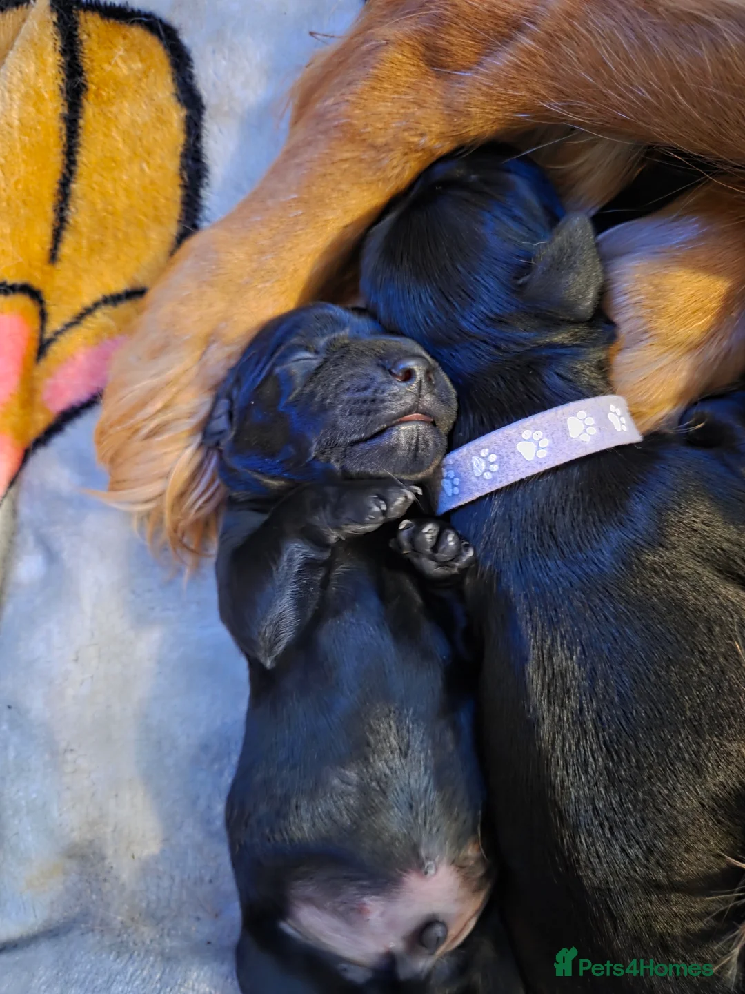 Mixed Breed dogs for sale: Docker cocker spaniel x miniature dachshund - Advert 7
