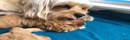 Cavapoo dogs for sale: Stunning red Cavapoo puppies  - Advert 12