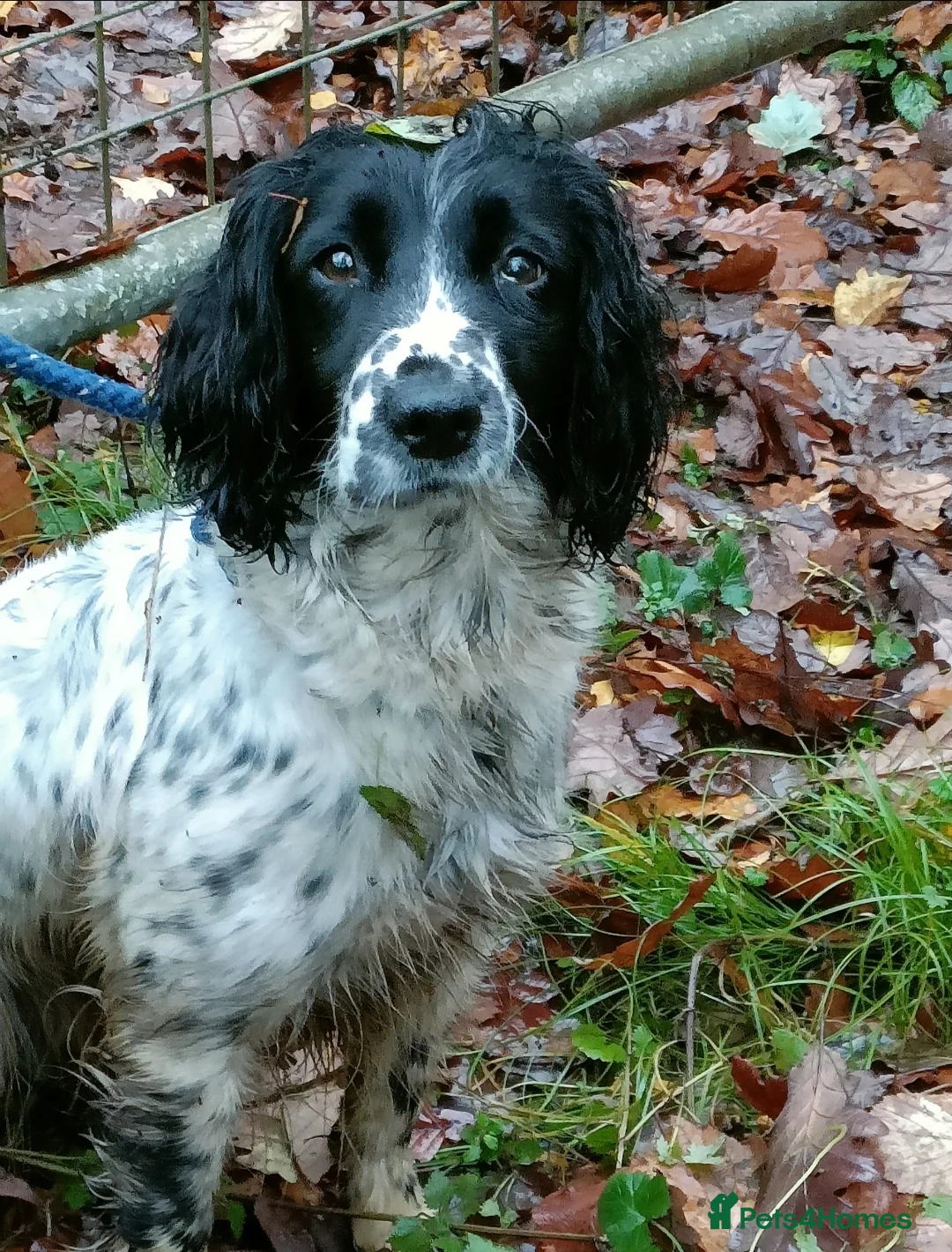 Sprocker dogs for sale: Sprocker pups 7 boys and three girls  in Stourport-on-Severn - Advert 2