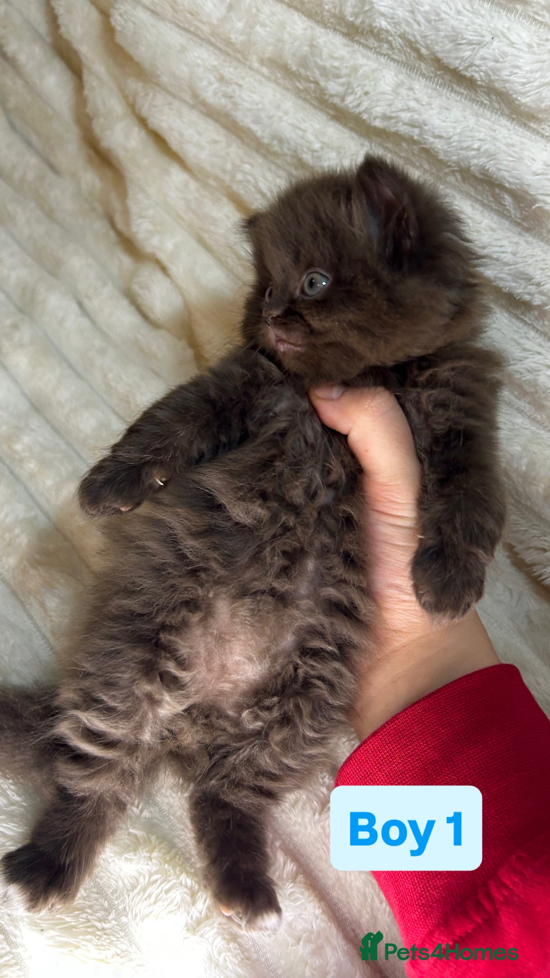 British Longhair cats for sale: British Long/Short Hair Adorable Kittens - Advert 4
