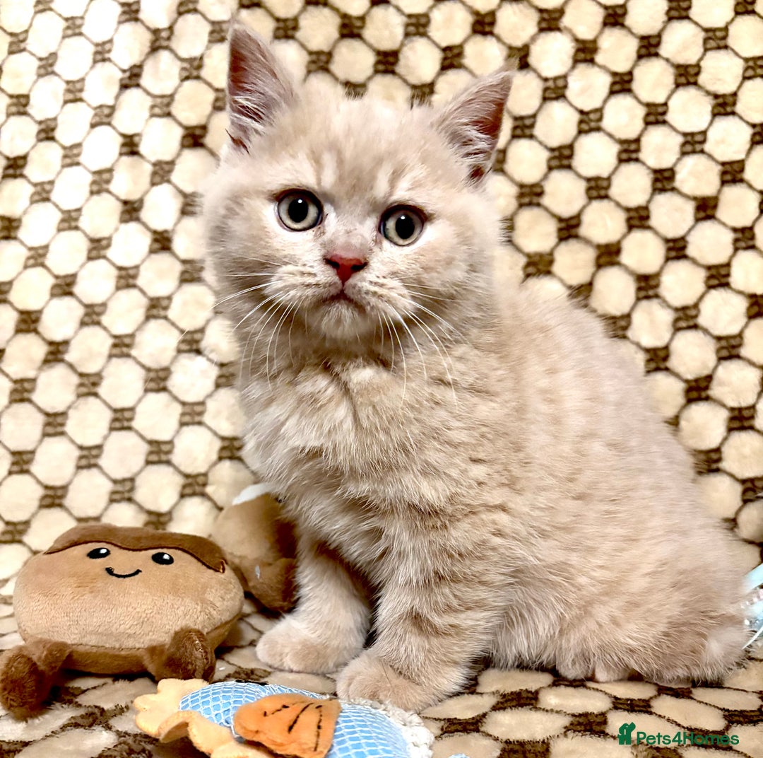 British Shorthair cats for sale: GCCF British shorthair kittens cream boys x2 - Advert 2
