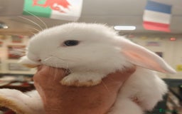 Mini Lop rabbits for sale: Pure Bred Mini Lops DOB 18/8/25 - Image 7