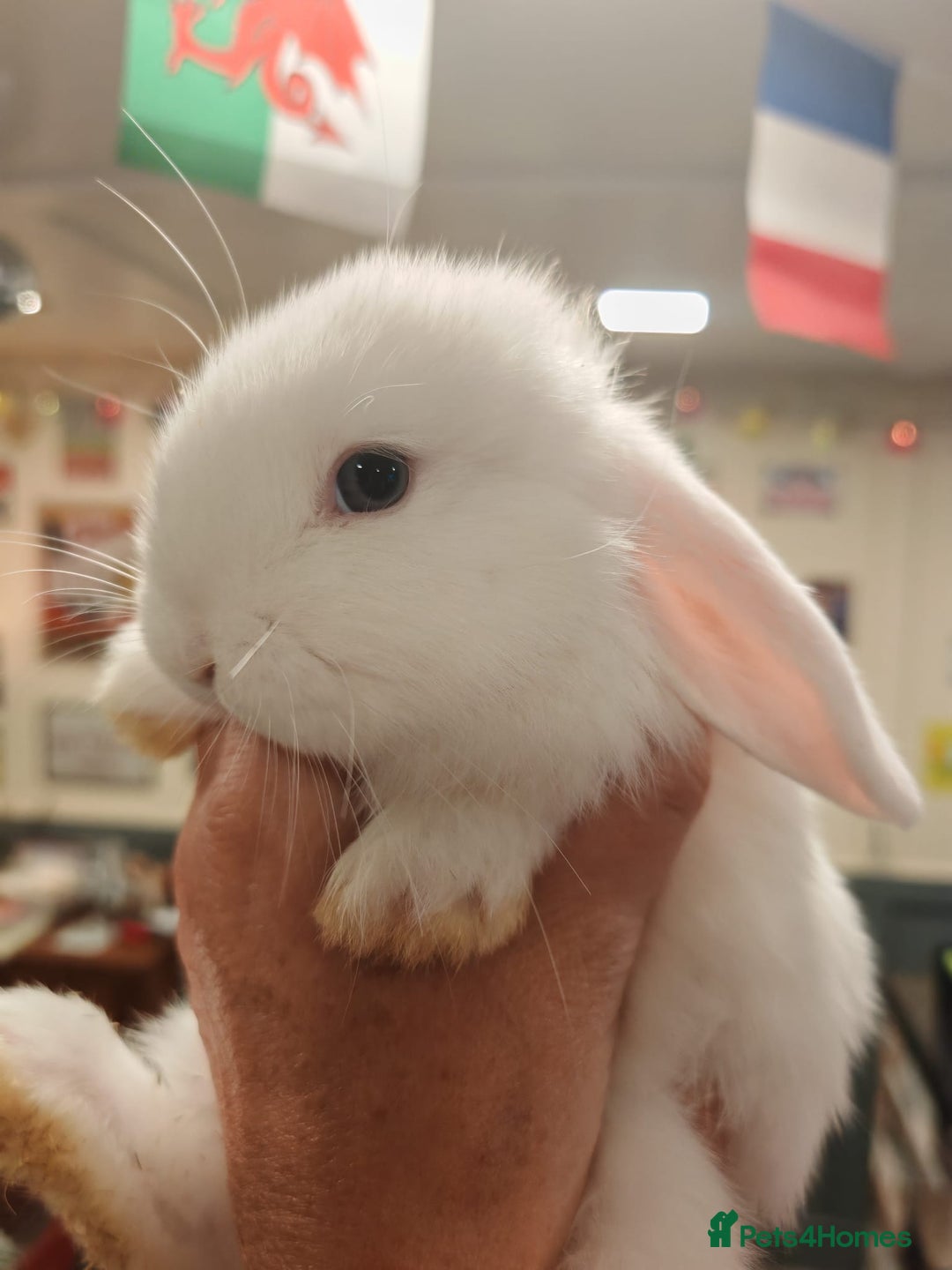 Mini Lop rabbits for sale: Pure Bred Mini Lops DOB 18/8/25 - Image 7