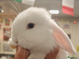 Mini Lop rabbits Pure Bred Mini Lop - Advert 8
