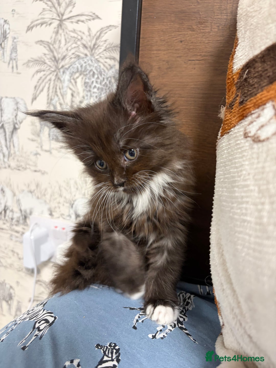 Maine Coon cats for sale: Champion Russian line full Maine coon kittens - Advert 25