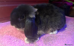 Netherland Dwarf rabbits for sale: Young Netherland Dwarfs for sale in Barrow-in-Furness - Image 35