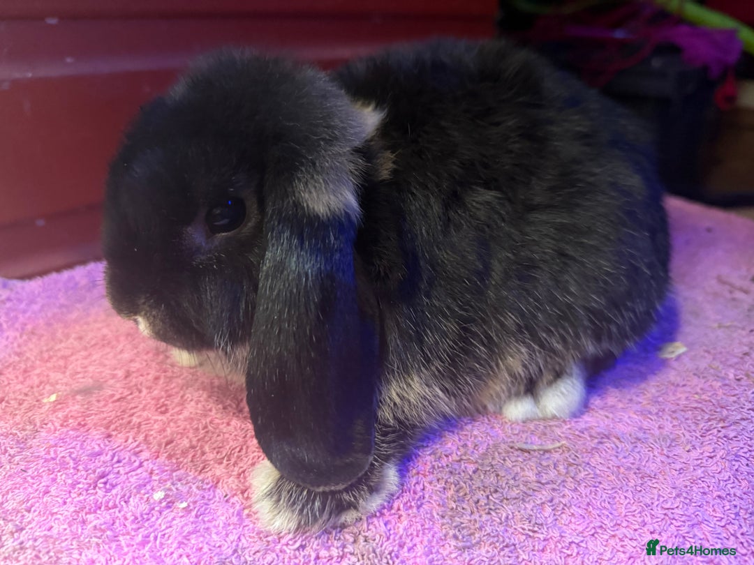 Netherland Dwarf rabbits for sale: Young Netherland Dwarfs for sale in Barrow-in-Furness - Image 35
