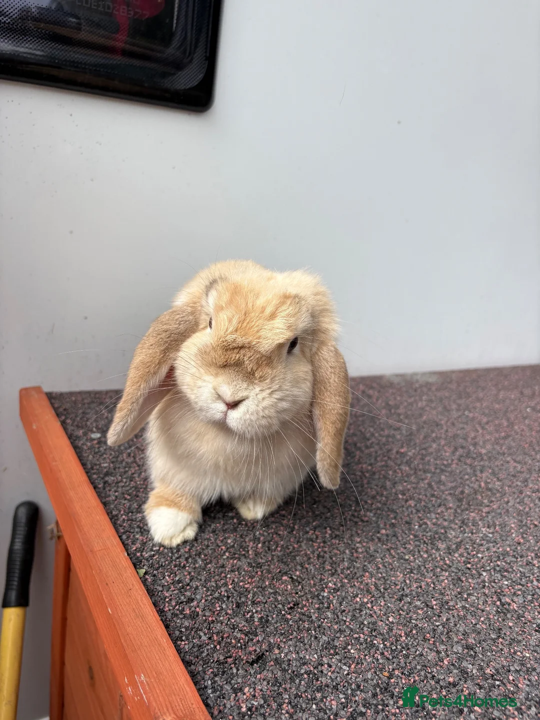 Mini Lop rabbits for sale: Adult Female Mini Lop - £80 - Four Marks, Alton - Advert 4