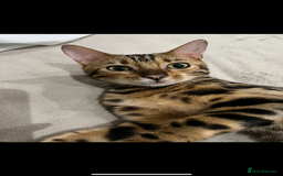 Bengal cats for sale: King is not only cat is a main character! - Image 3