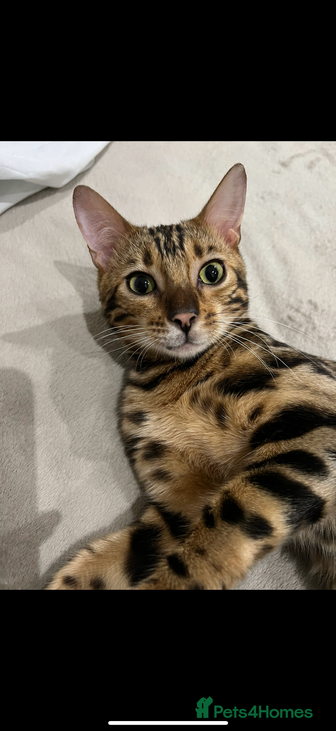 Bengal cats for sale: King is not only cat is a main character! - Image 3
