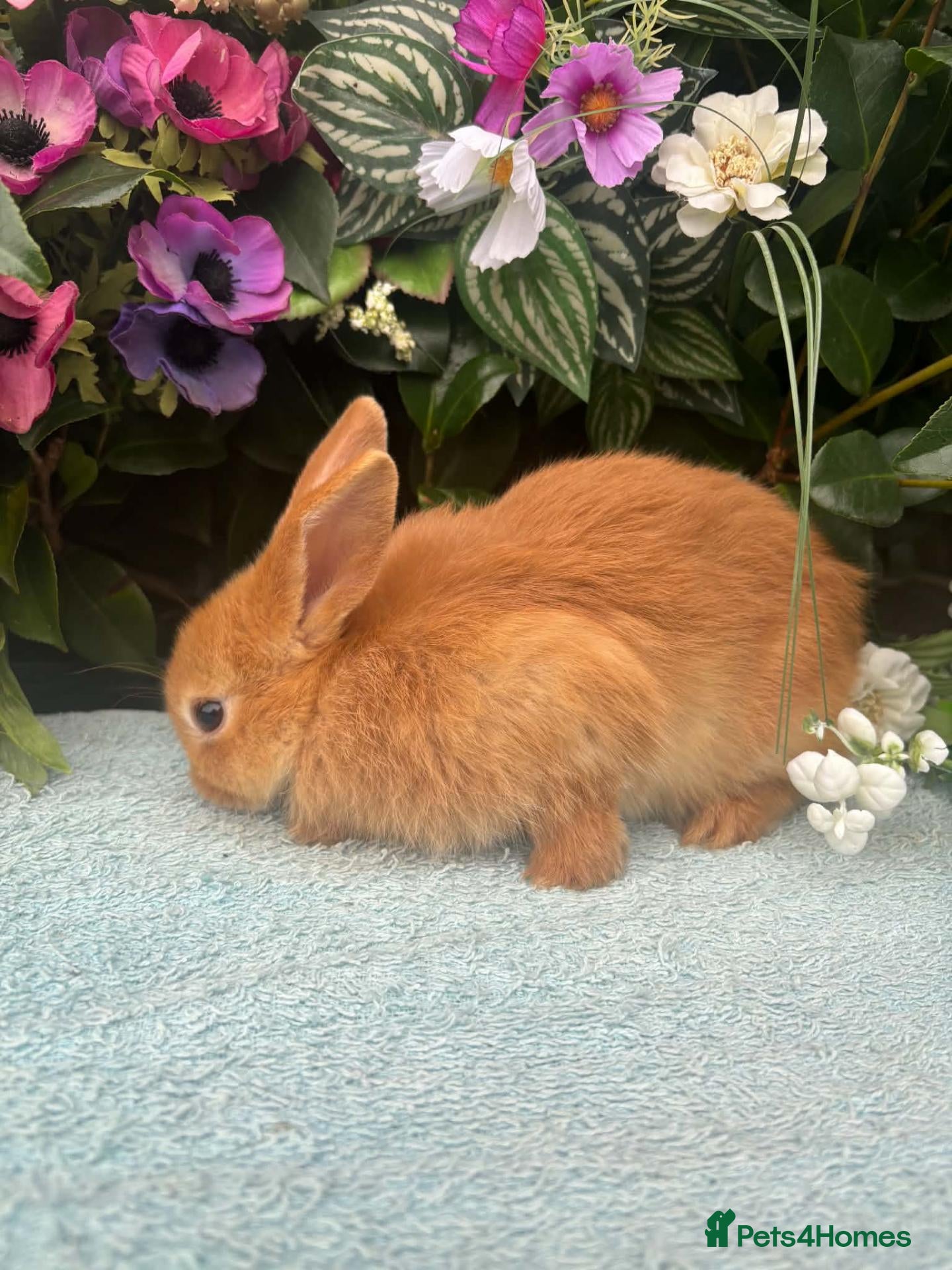 Mixed Breed rabbits 6 mini lop cross 3 female, 3 male - Advert 2