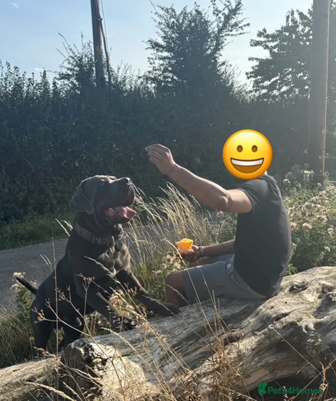 Cane Corso dogs for stud: Big Baloo 🦍🐻🦁 - Advert 6