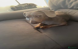 Miniature Dachshund dogs for sale: Isabella tan miniature dachshund  - Image 5