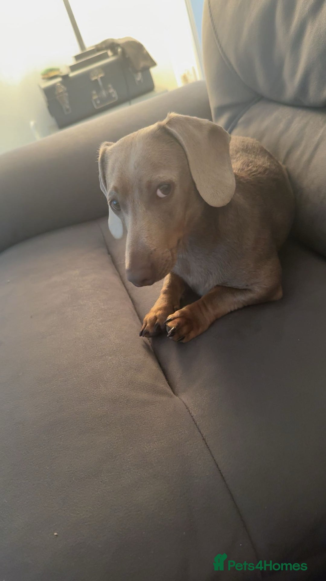 Miniature Dachshund dogs for sale: Isabella tan miniature dachshund  - Image 5