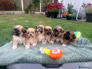 Lhasa Apso dogs Lhasa Apso puppies - Advert 1