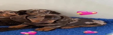 Miniature Dachshund 2