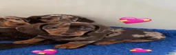 Miniature Dachshund dogs for sale:  Beautiful Miniature Puppies Available in Plymouth - Advert 5
