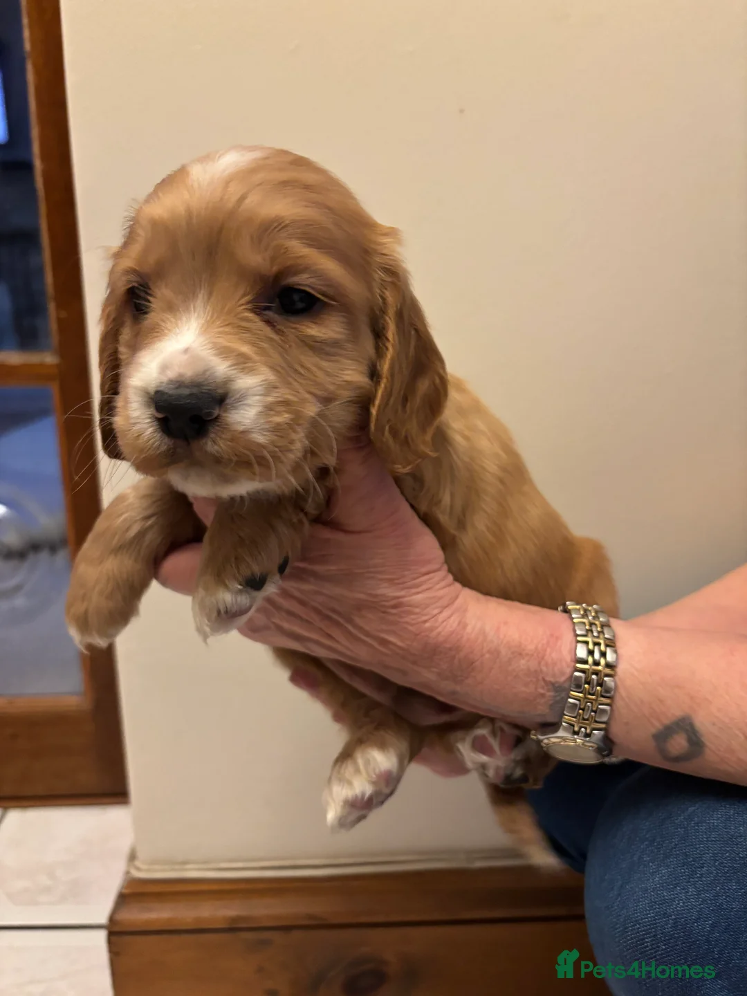 Cocker Spaniel dogs for sale: KC reg cocker spaniels  - Advert 21