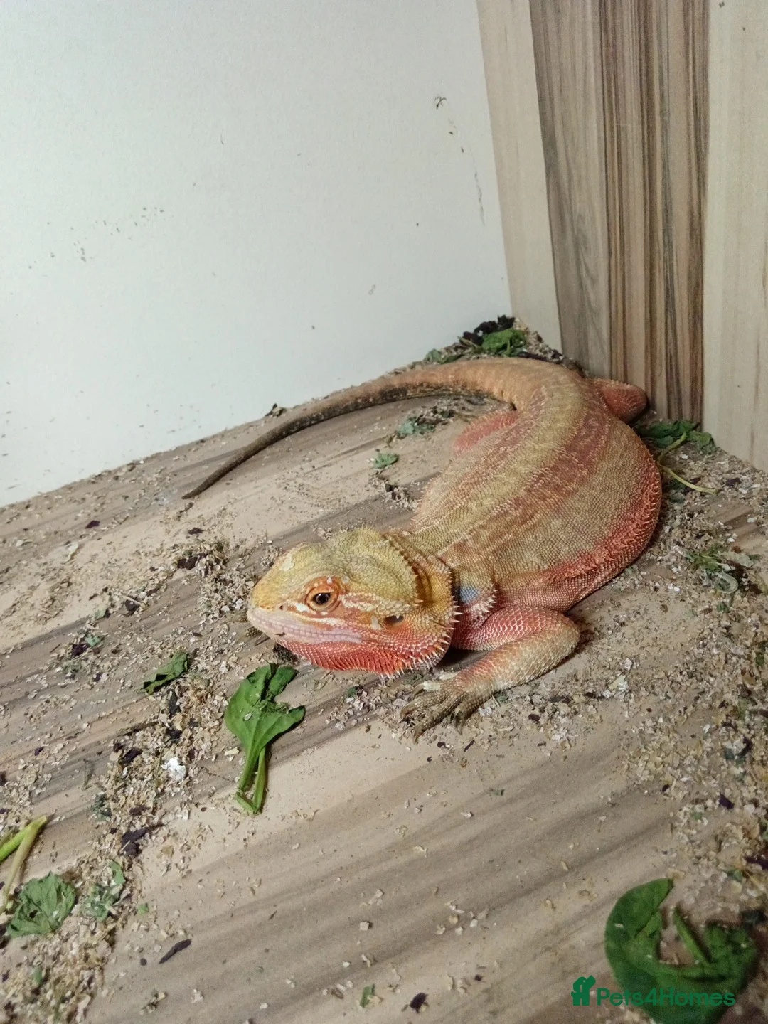 Bearded Dragon reptiles for sale:  female  red hypo Bearded dragon - Advert 2
