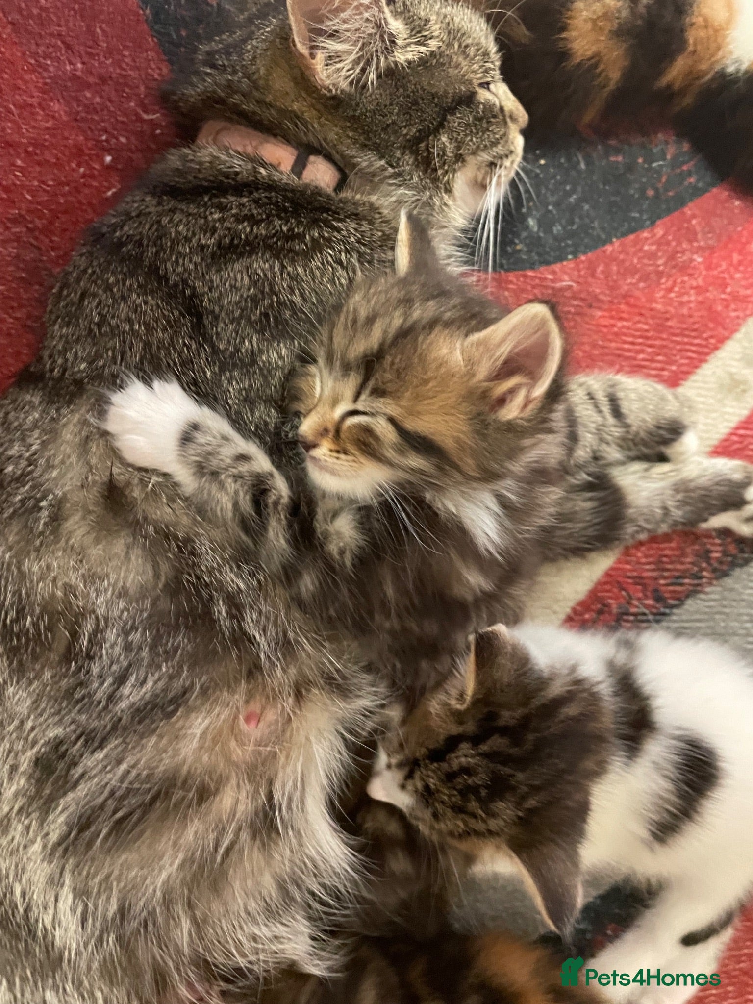 Mixed Breed cats Beautiful tabby / tortershell  kittens  - Advert 9