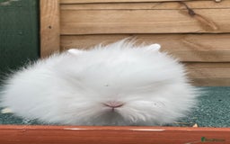 Lionhead rabbits for sale: 2 male left. 6 females  - Image 22