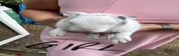 Lionhead rabbits for sale: Lop lionheads- ready now - Advert 13