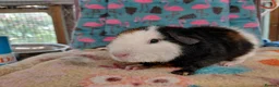 Guinea Pig rodents for sale: Baby Boars In Different Breeds  - Advert 2