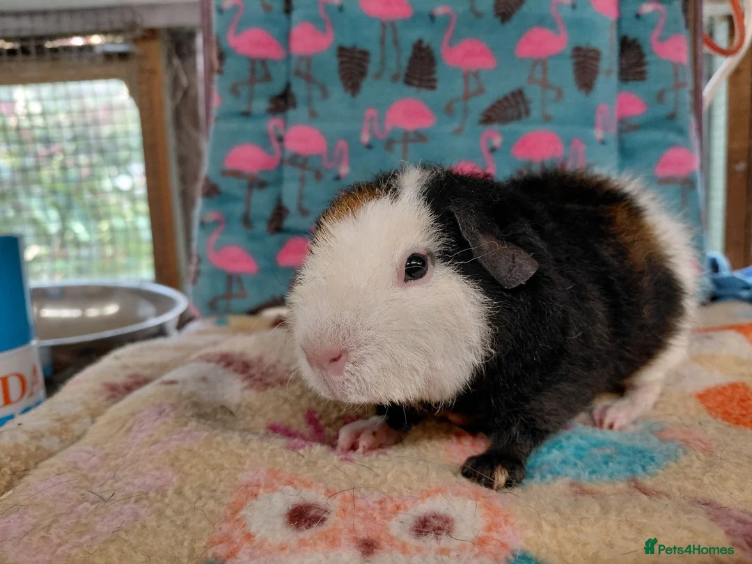 Guinea Pig rodents for sale: Baby Boars In Different Breeds  - Advert 2