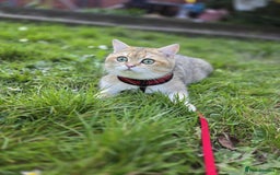 British Shorthair cats for sale: 5 Adorable British Shorthair Kittens - Image 37