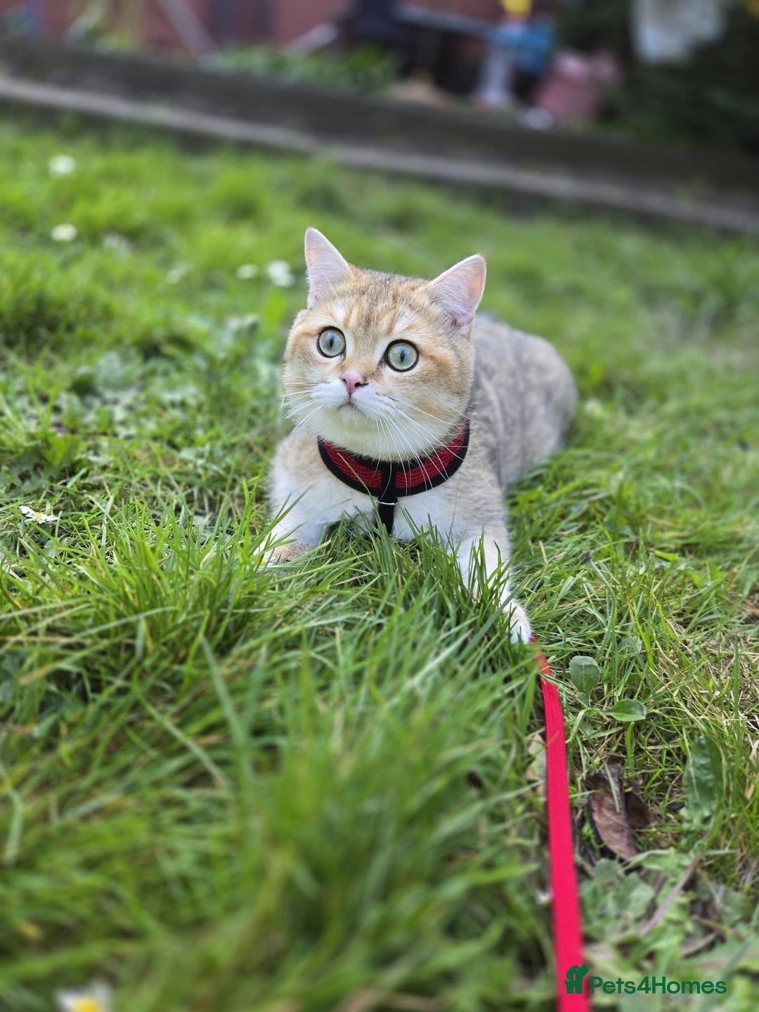 British Shorthair cats for sale: 5 Adorable British Shorthair Kittens - Image 37