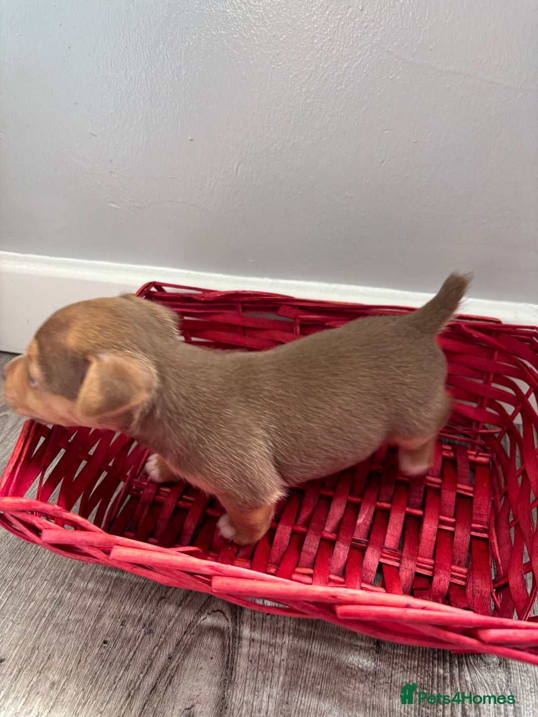 Jack Russell dogs for sale: Miniature Jack Russell’s   - Image 18