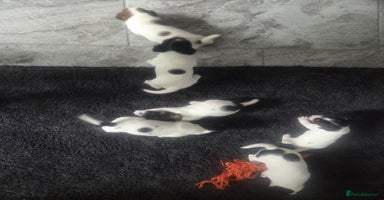 Jack Russell dogs - Advert 3