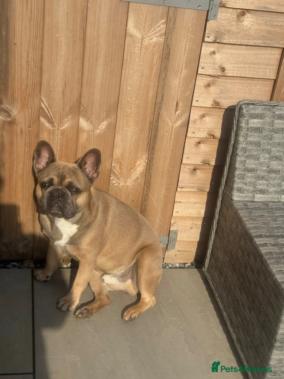 French Bulldog dogs for sale: 3 year old male French bulldog for sale. in Lincoln - Advert 2