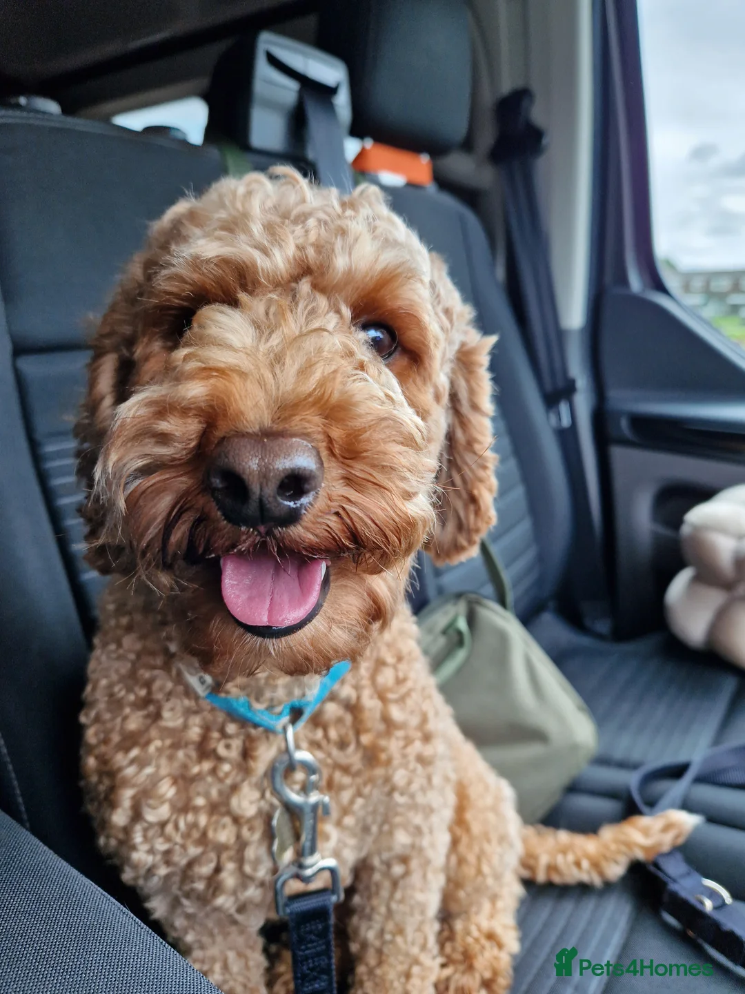 Miniature Poodle dogs for stud: KC DNA tested proven RED miniature poodle stud in Manchester - Advert 14