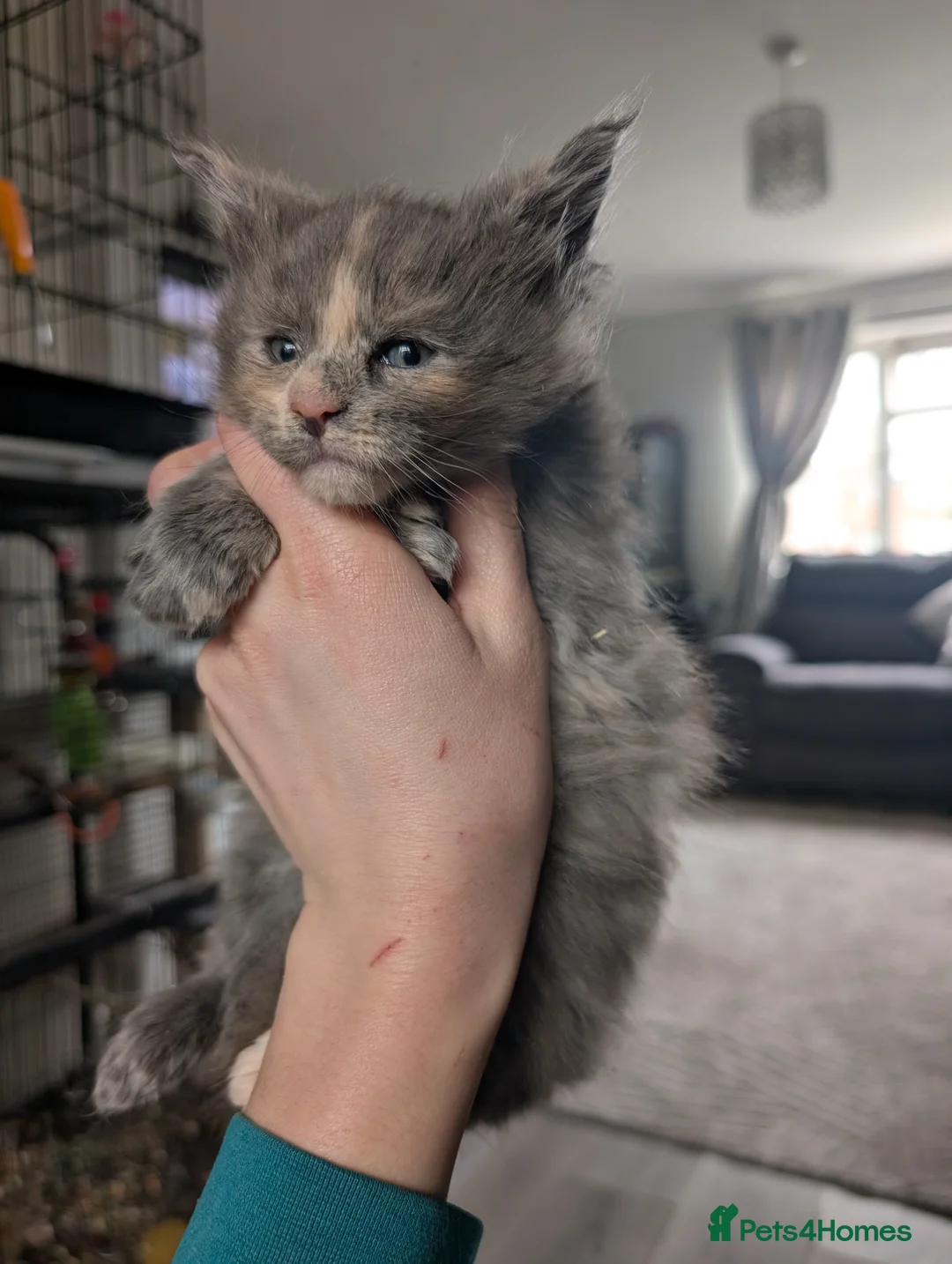 Maine Coon cats for sale: Beautiful chunky mainecoon kittens - Advert 2