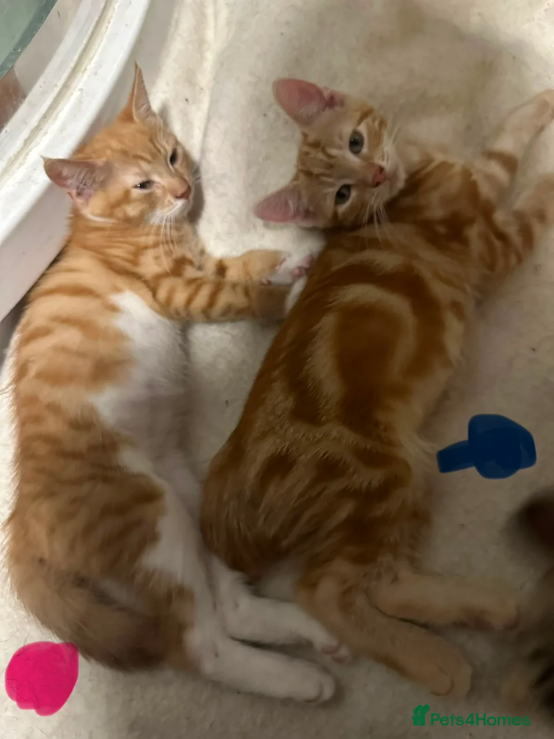 Mixed Breed cats for sale: Three beautiful ginger kittens  - Advert 16