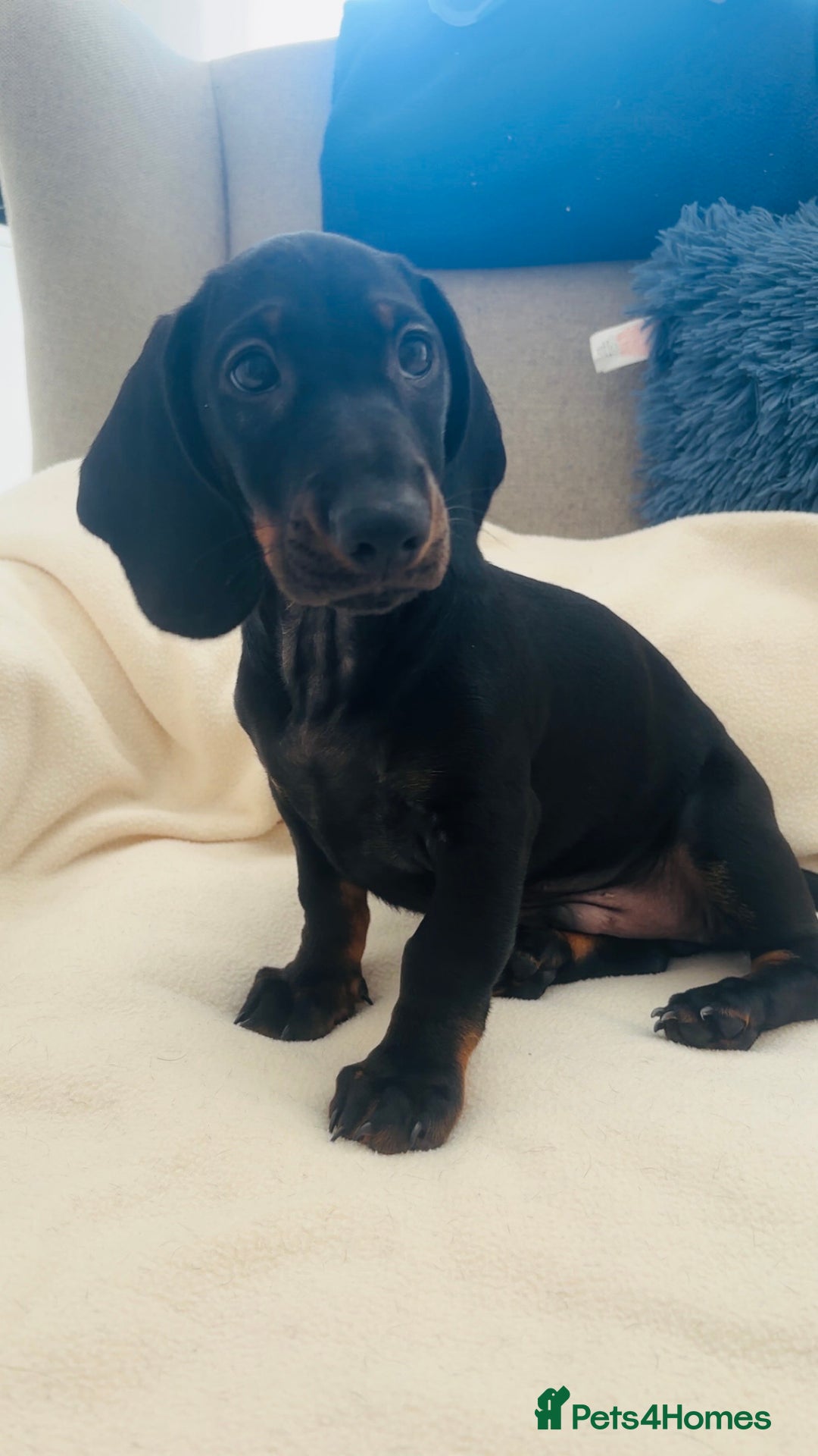 Dachshund dogs for sale: READY TO GO 🐶 Beautiful standard dachshund pups  - Image 3
