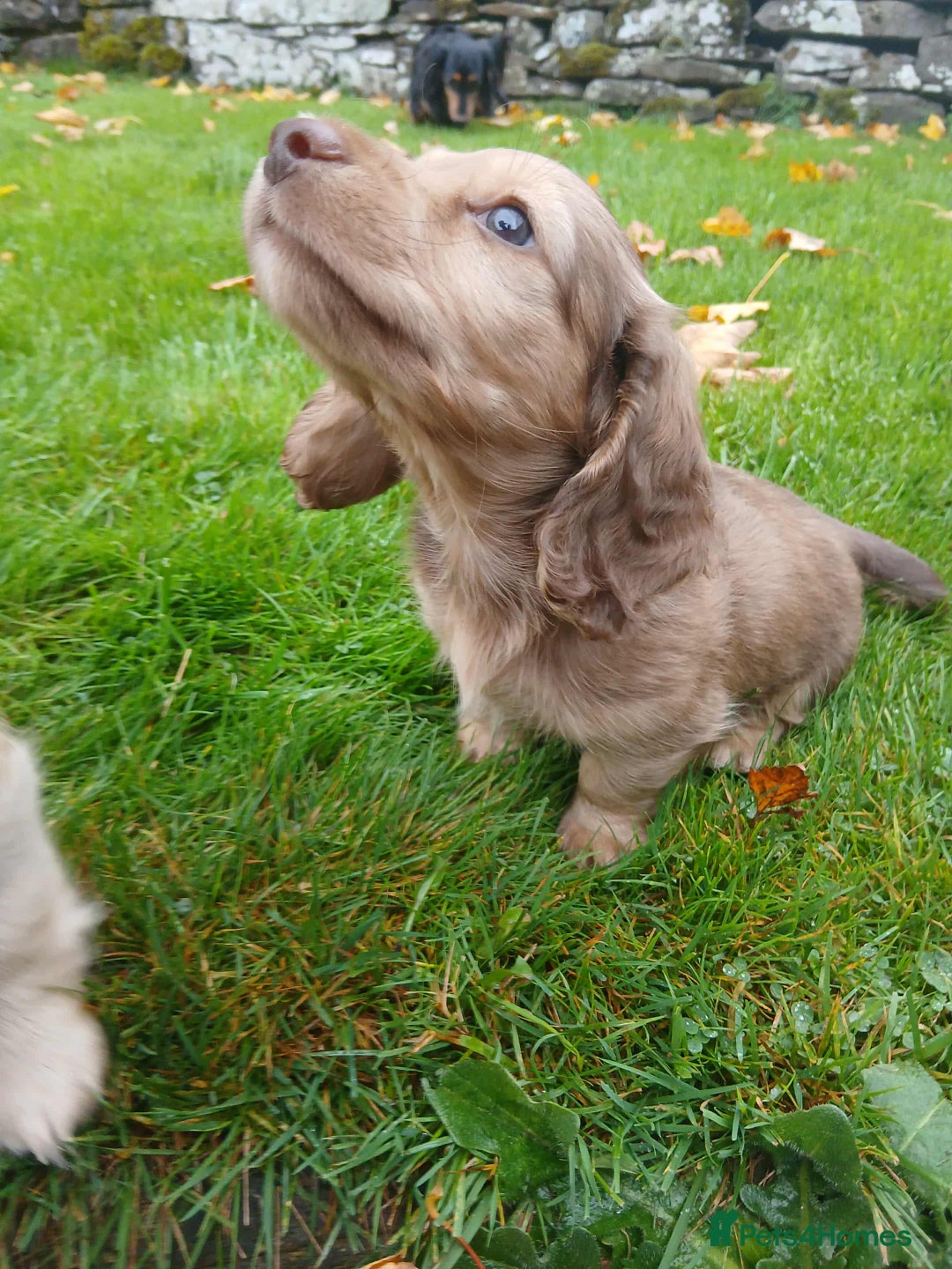 Dachshund dogs for sale: Kc.reg miniature dachshund puppies  - Image 7