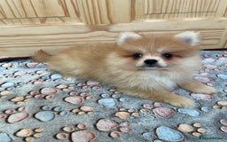 Pomeranian dogs for sale: Two puppies left Ready to Leave  - Image 7
