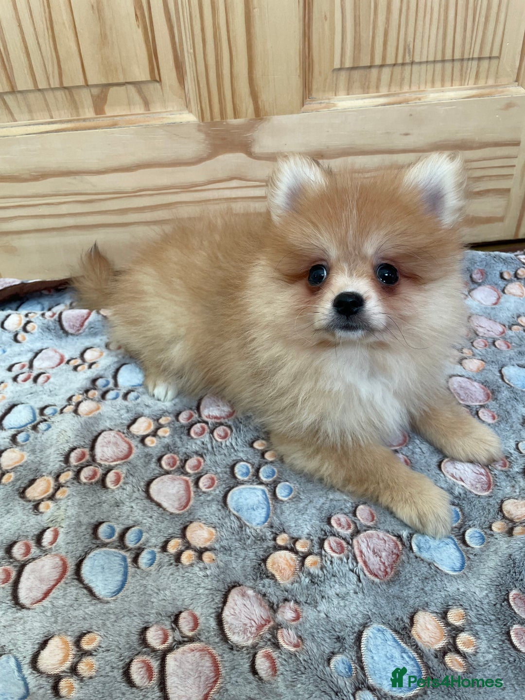 Pomeranian dogs for sale: Two puppies left Ready to Leave  - Image 7