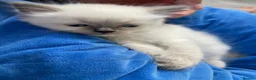 Ragdoll cats for sale: Kittens  - Advert 11