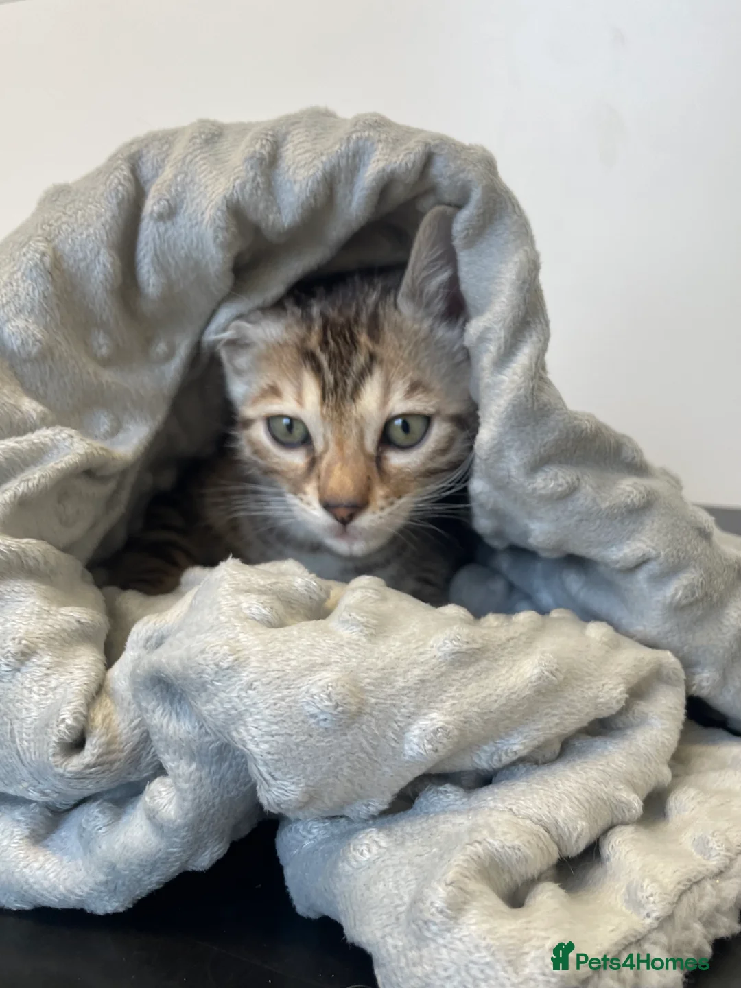 Bengal cats for sale: 🥇🏆Gorgeous Pedigree Tica Pure Bengals🏆🥇 - Advert 12