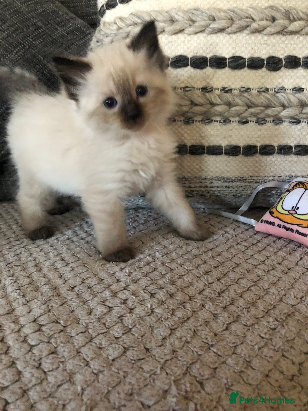 Ragdoll cats for sale: Beautiful Ragdoll kitties - Advert 7