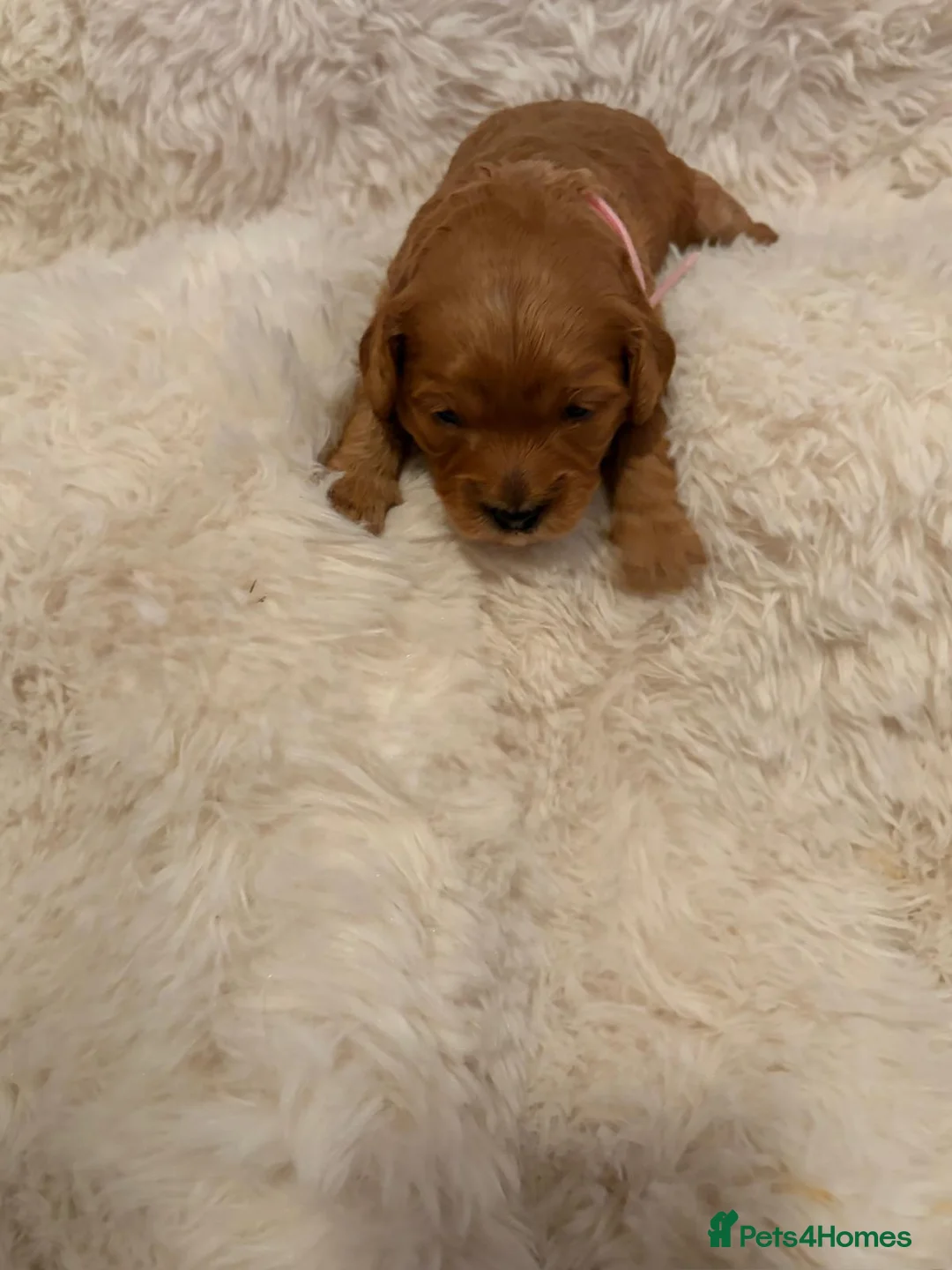 Cavapoo dogs for sale: Cavapoo Puppies F1B - Advert 17