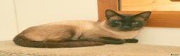 Siamese cats for sale: Traditional seal point boy kitten - Advert 13