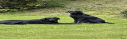 Labrador Retriever dogs for sale: KC Registered Labrador Puppies - Advert 7