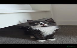 Mixed Breed cats for sale: Mixed breed - Image 3