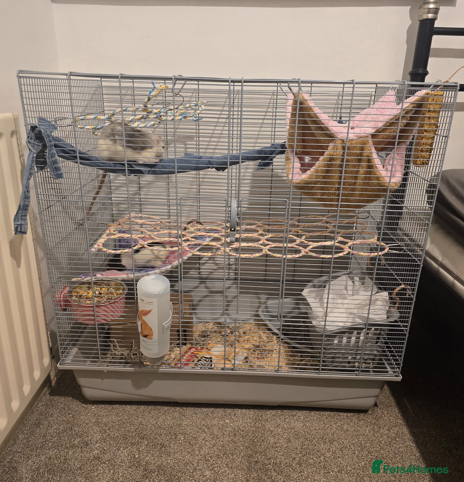 Rat rodents Two female rats with cage - Advert 7