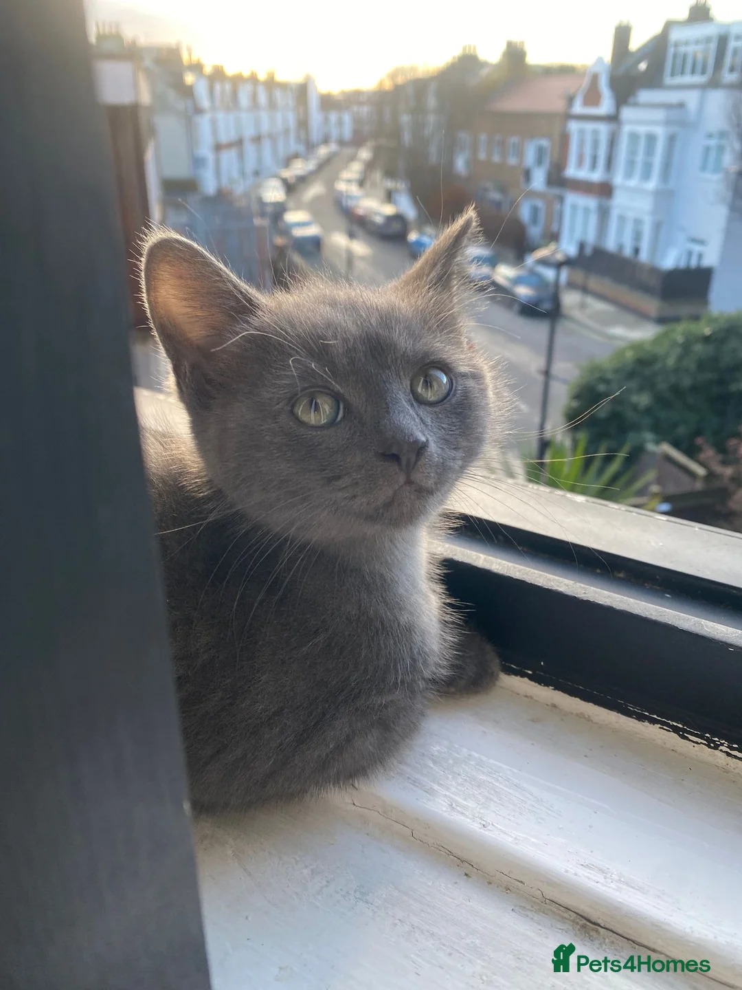 Mixed Breed cats for sale: 4 beautiful mixed breed cats for sell - Advert 2